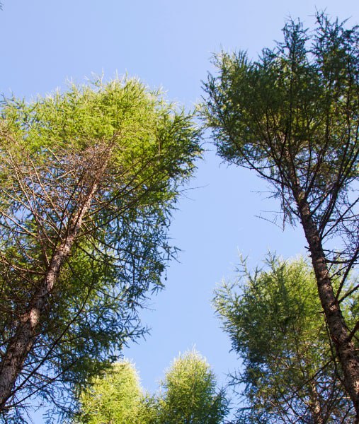 This is a photo of over grown trees needing crown reduction in Sittingbourne.