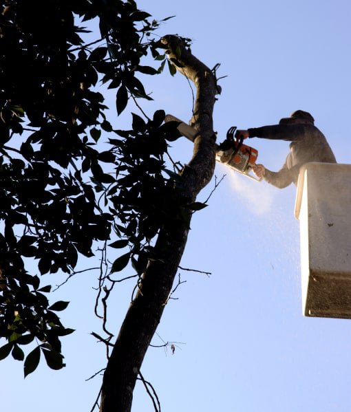 This is a photo of tree crown reduction being carried out. Operative is carrying this out using a cherry picker. All works are being undertaken by Sittingbourne Tree Surgery