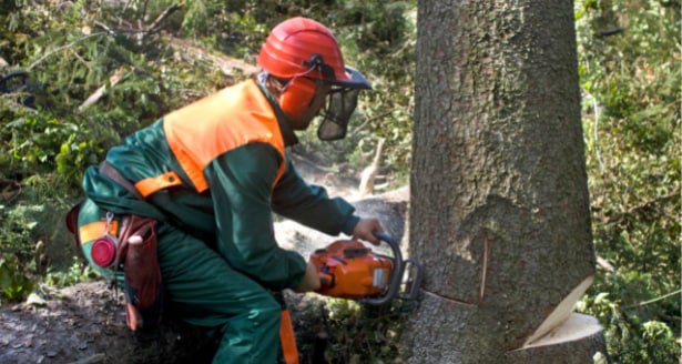 This is a photo of a tree being cut down in Sittingbourne. All works are being undertaken by Sittingbourne Tree Surgery