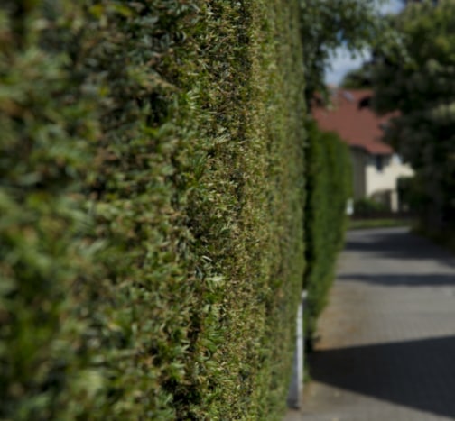 This is a photo of a hedge that has just been cut in Sittingbourne. All works are being undertaken by Sittingbourne Tree Surgery