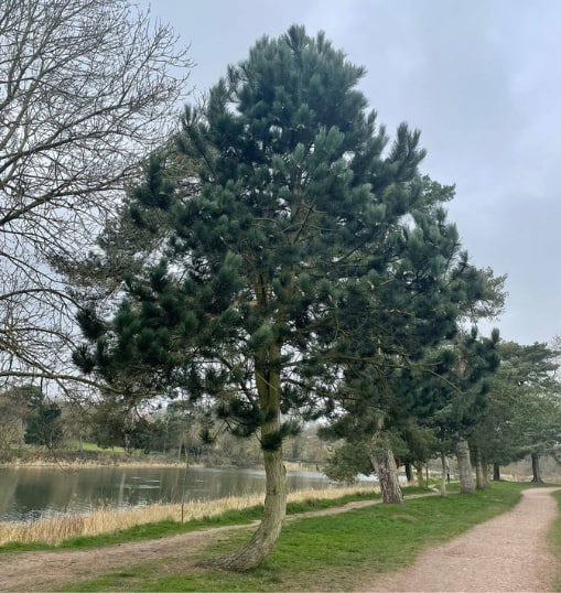 This is a photo of a Tree in Sittingbourne that has recently had crown reduction carried out. Works were undertaken by Sittingbourne Tree Surgery